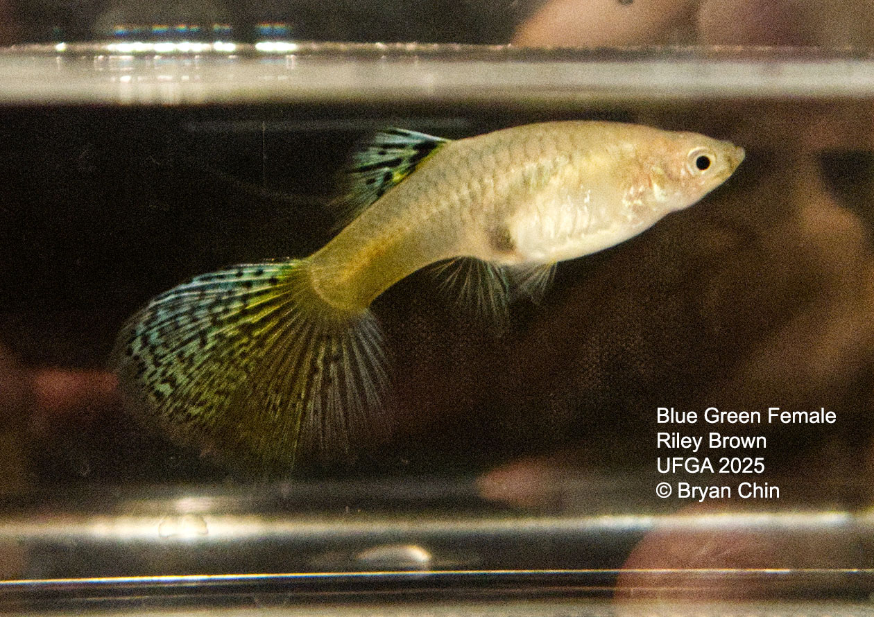 Guppy Female  Blue Green